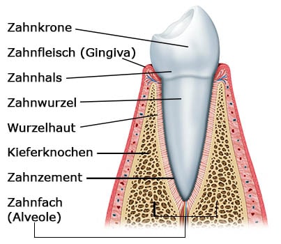 Aufbau Zahnhalteapparat