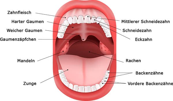 Aufbau des Mundes