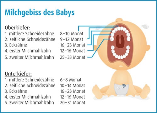 Das Milchgebiss des Babys